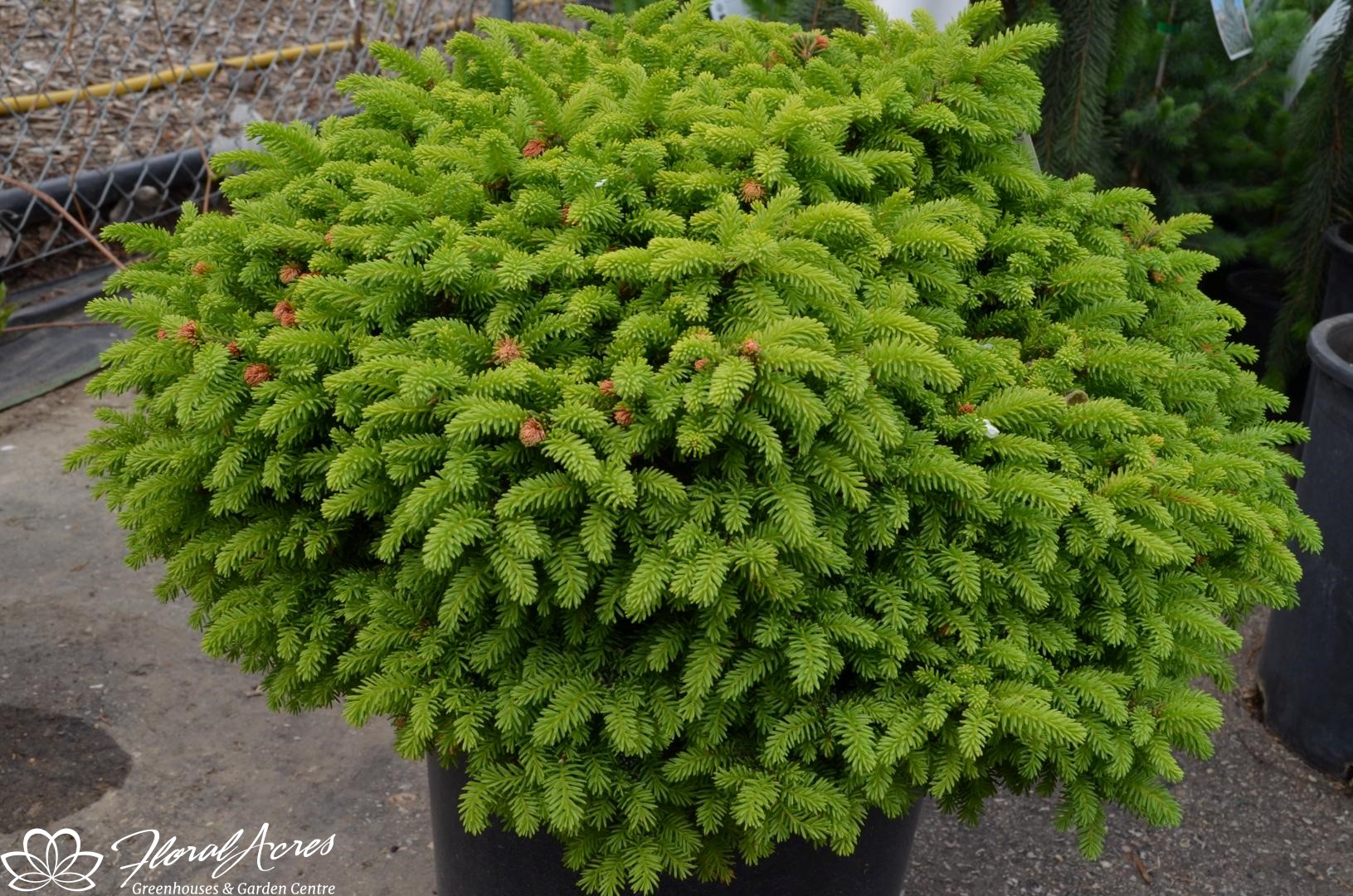 Spruce - Little Gem Norway | Floral Acres